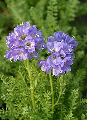 Polemonium confertum